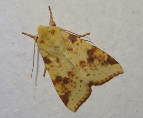 Réf. 191 113 : Xanthia icteritia